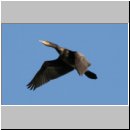 Phalacrocorax carbo - Kormoran 02.jpg